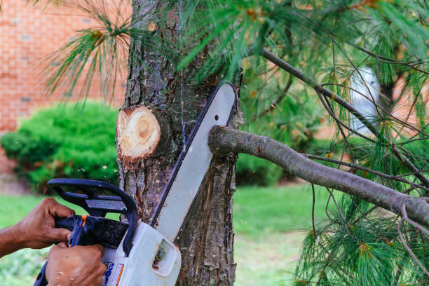 Best Fruit Tree Pruning  in Beattystown, NJ